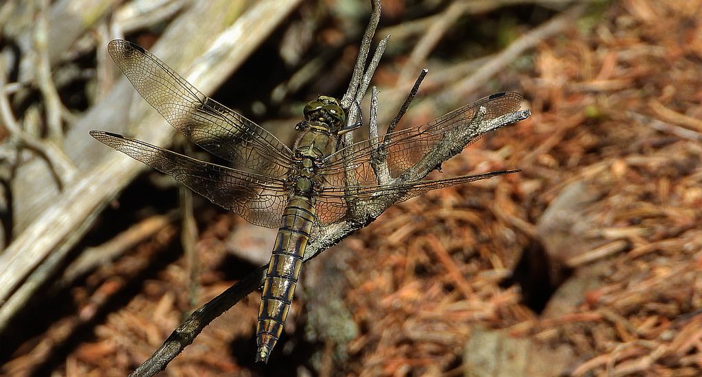 Lecicha pospolita (Orthetrum cancellatum)
