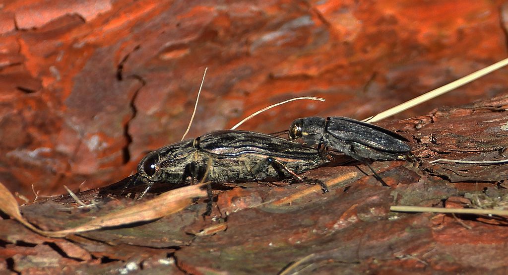 Miedziak sosnowiec (Chalcophora mariana) i bogatek spiżowy (Buprestis haemorrhoidalis)