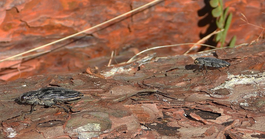 Miedziak sosnowiec (Chalcophora mariana) i bogatek spiżowy (Buprestis haemorrhoidalis)