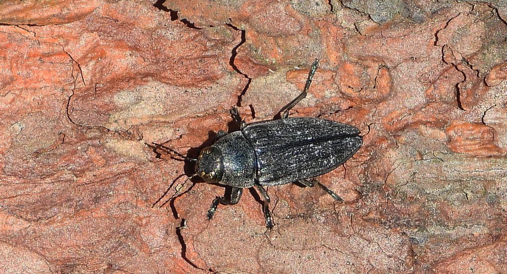 Bogatek spiżowy (Buprestis haemorrhoidalis)
