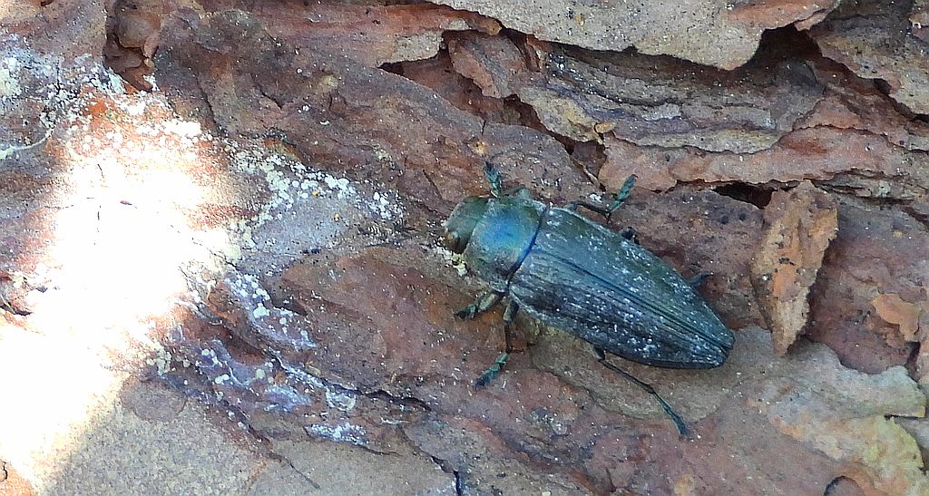 Bogatek spiżowy (Buprestis haemorrhoidalis)