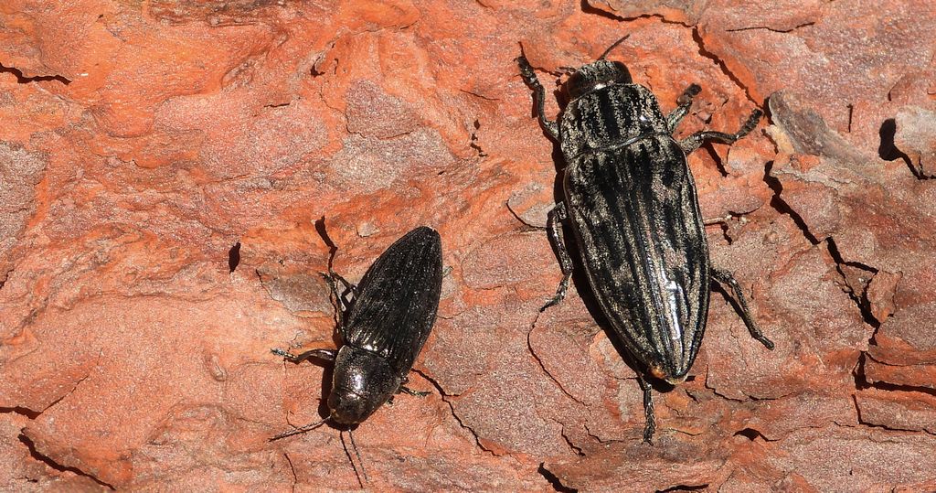 Miedziak sosnowiec (Chalcophora mariana) i bogatek spiżowy (Buprestis haemorrhoidalis)