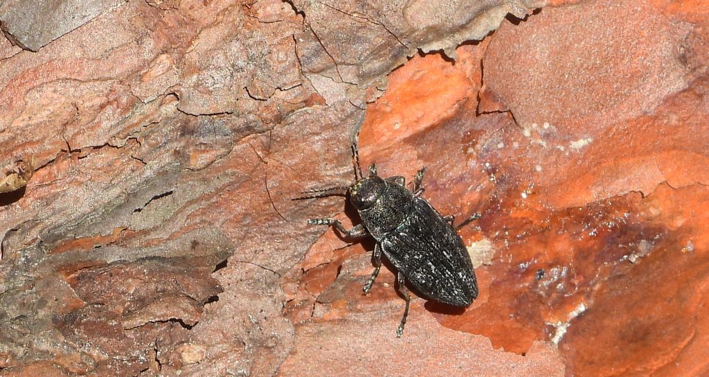 Bogatek spiżowy (Buprestis haemorrhoidalis)