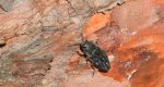 Bogatek spiżowy (Buprestis haemorrhoidalis)