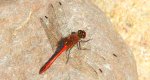 Szablak krwisty (Sympetrum sanguineum)