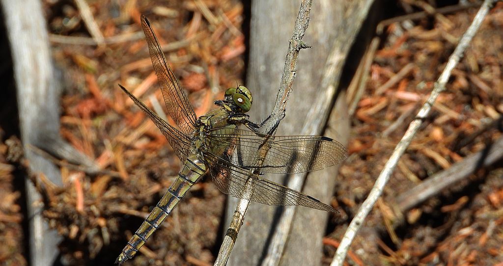 Lecicha pospolita (Orthetrum cancellatum)