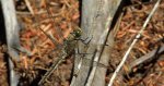Lecicha pospolita (Orthetrum cancellatum)