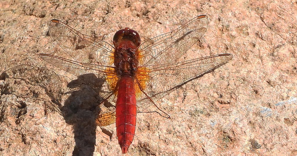Szafranka czerwona (Crocothemis erythraea)