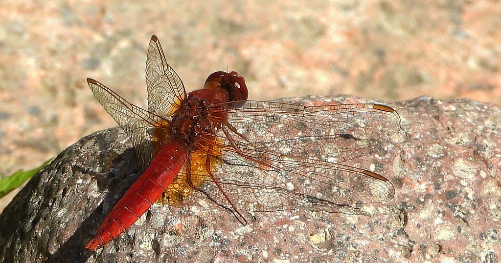Szafranka czerwona (Crocothemis erythraea)
