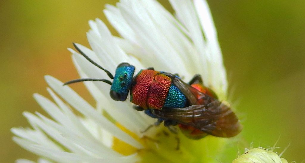 Powabnica piaskowa (Hedychrum nobile)