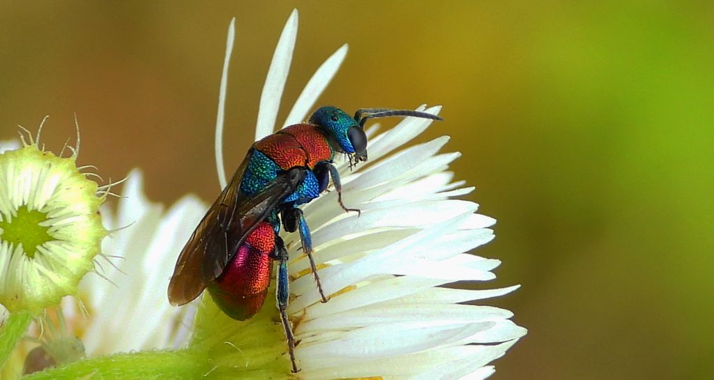 Powabnica piaskowa (Hedychrum nobile)