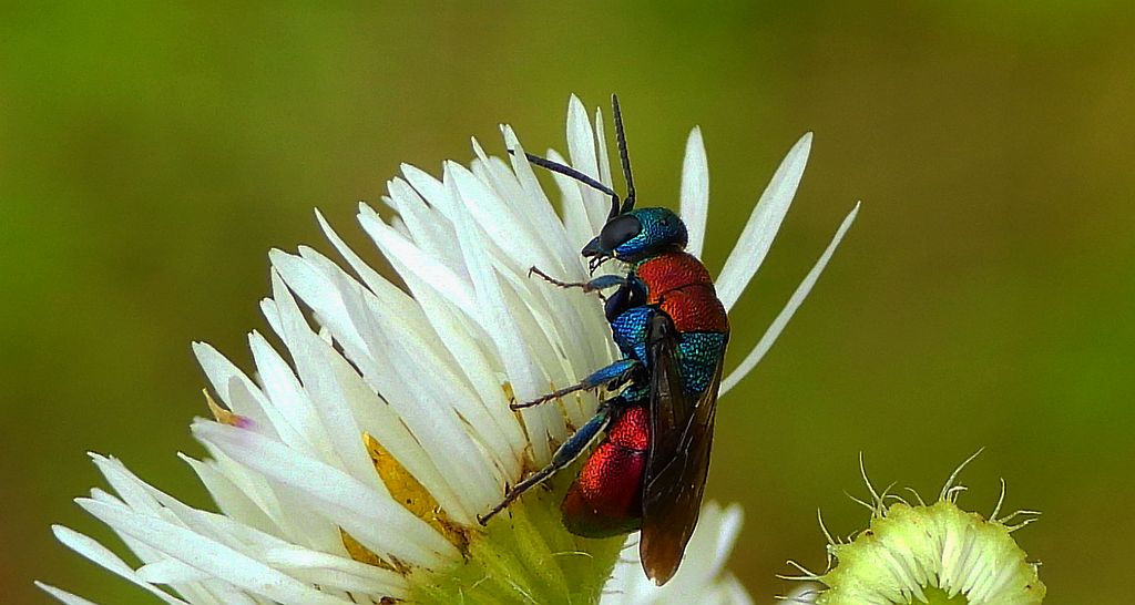 Powabnica piaskowa (Hedychrum nobile)