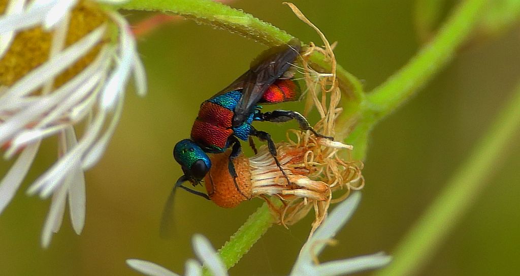 Powabnica piaskowa (Hedychrum nobile)