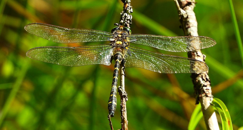 Szklarnik leśny (Cordulegaster boltonii)