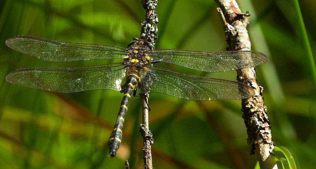 Szklarnik leśny (Cordulegaster boltonii)
