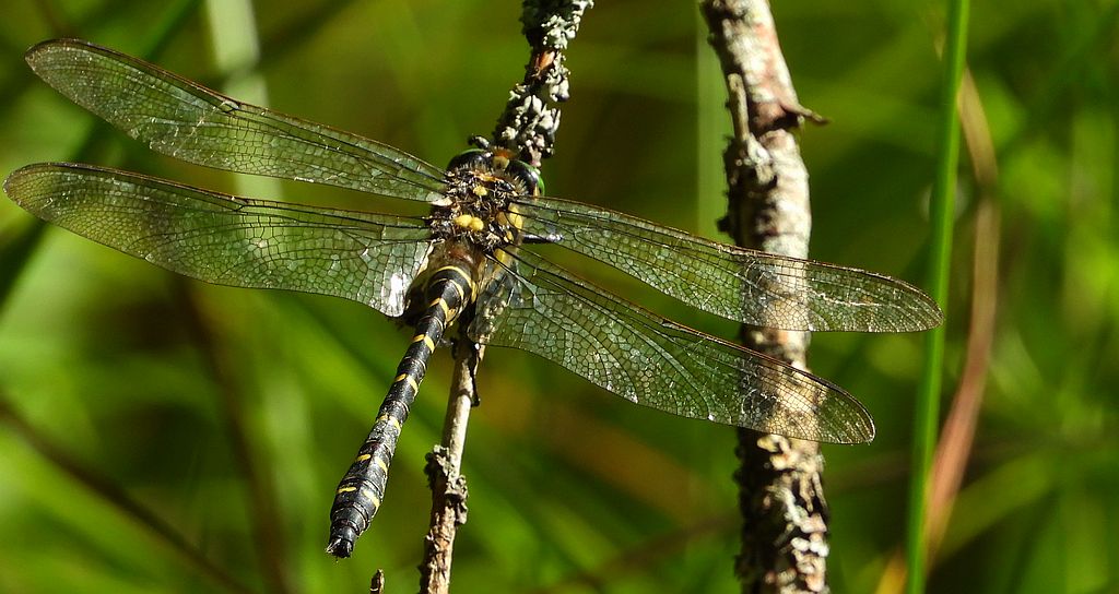 Szklarnik leśny (Cordulegaster boltonii)