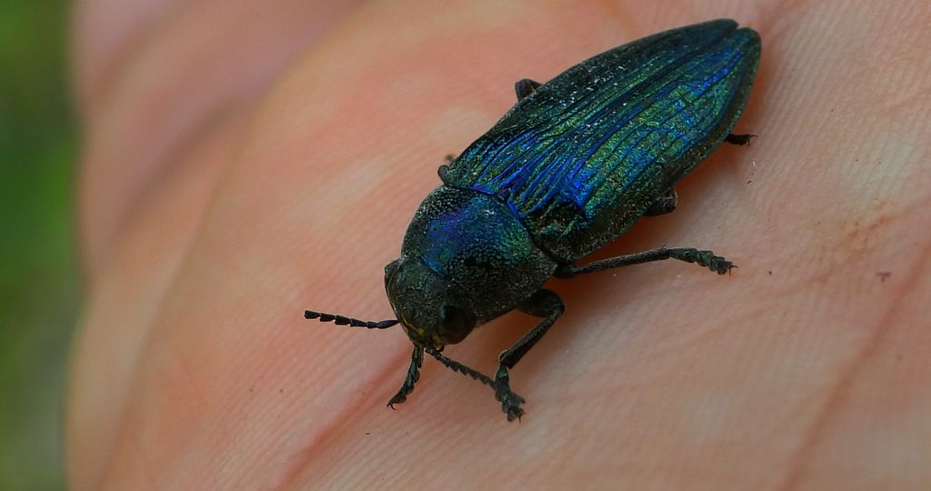 Bogatek wiejski (Buprestis rustica)