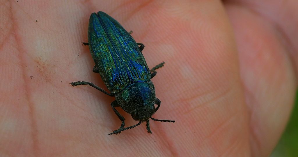 Bogatek wiejski (Buprestis rustica)