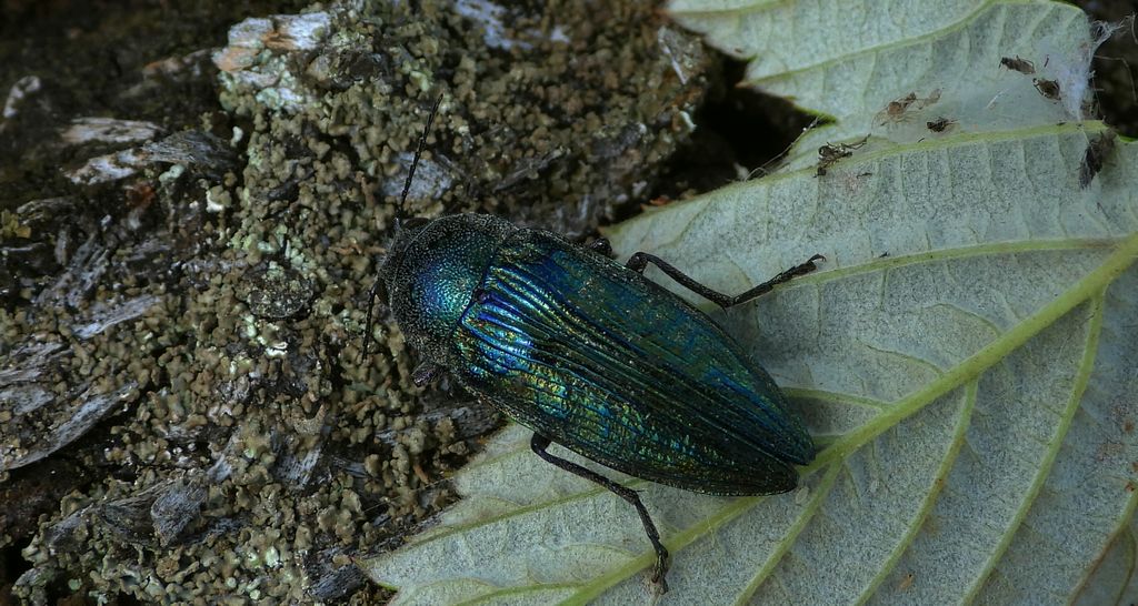 Bogatek wiejski (Buprestis rustica)