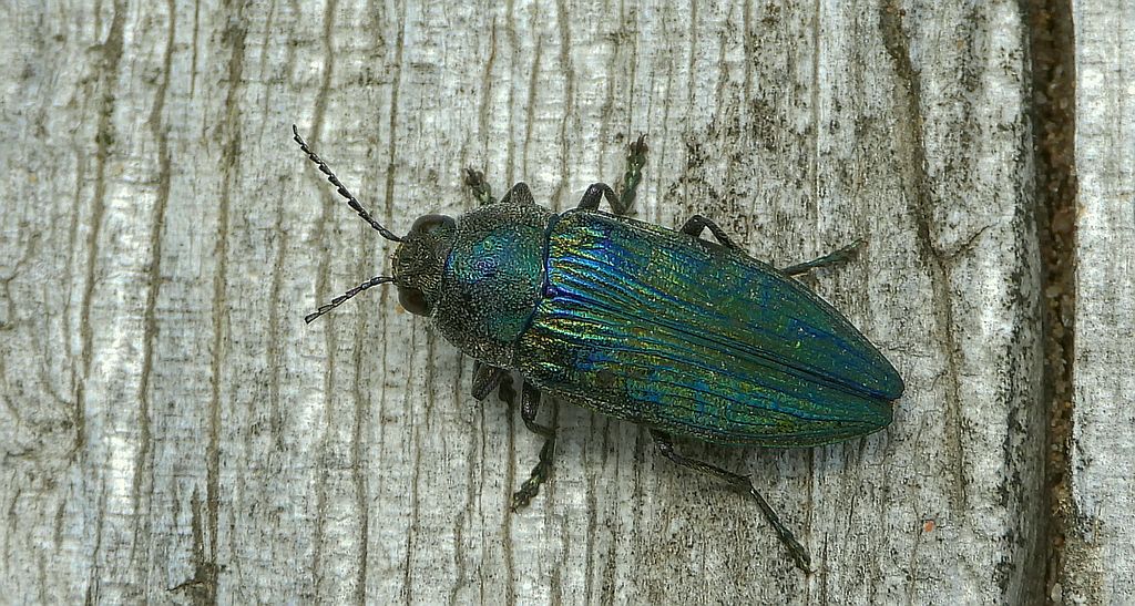 Bogatek wiejski (Buprestis rustica)