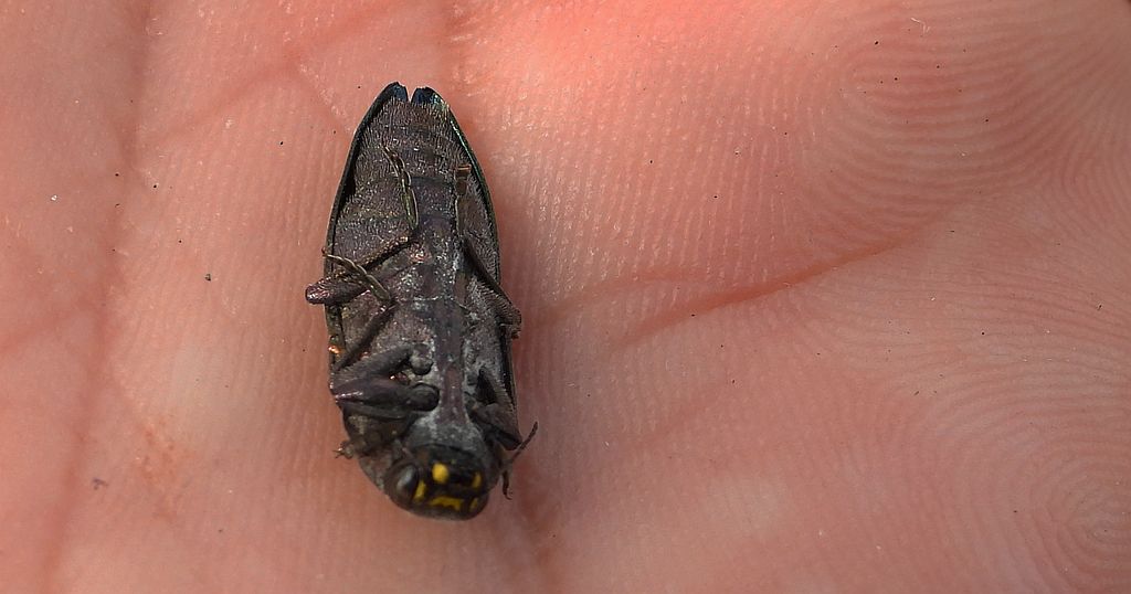 Bogatek wiejski (Buprestis rustica)