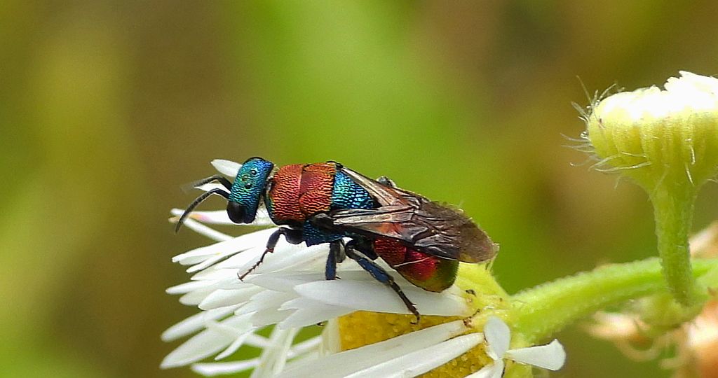 Powabnica piaskowa (Hedychrum nobile)