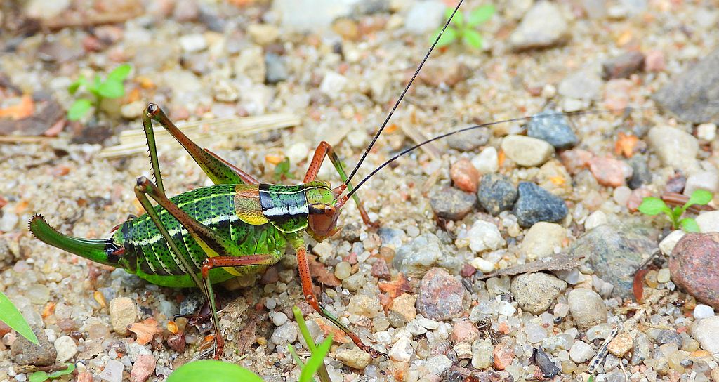 Opaślik sosnowiec (Barbitistes constrictus)