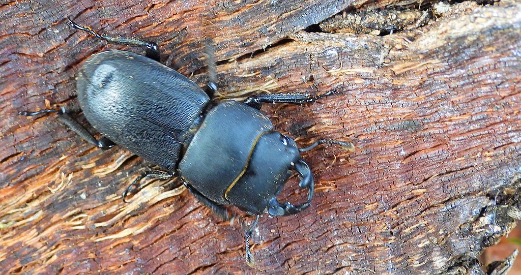 Ciołek matowy, ciołek (Dorcus parallelipipedus)