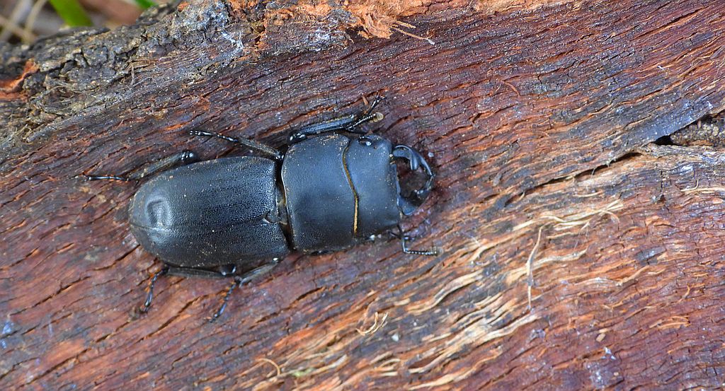 Ciołek matowy, ciołek (Dorcus parallelipipedus)