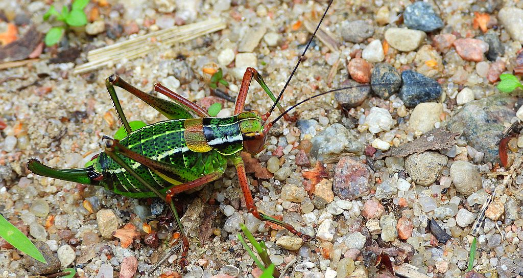 Opaślik sosnowiec (Barbitistes constrictus)