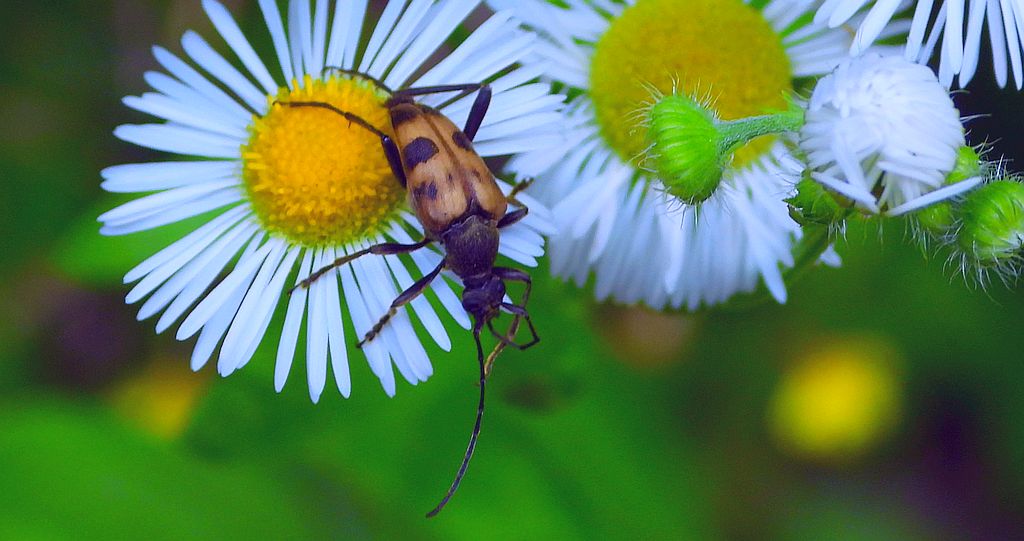Krępień górski (Pachytodes cerambyciformis)