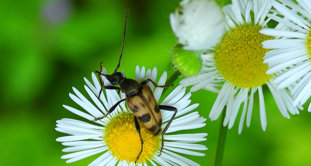 Krępień górski (Pachytodes cerambyciformis)
