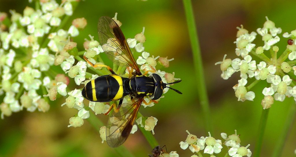Prężec dwupaskowy (Chrysotoxum bicinctum)