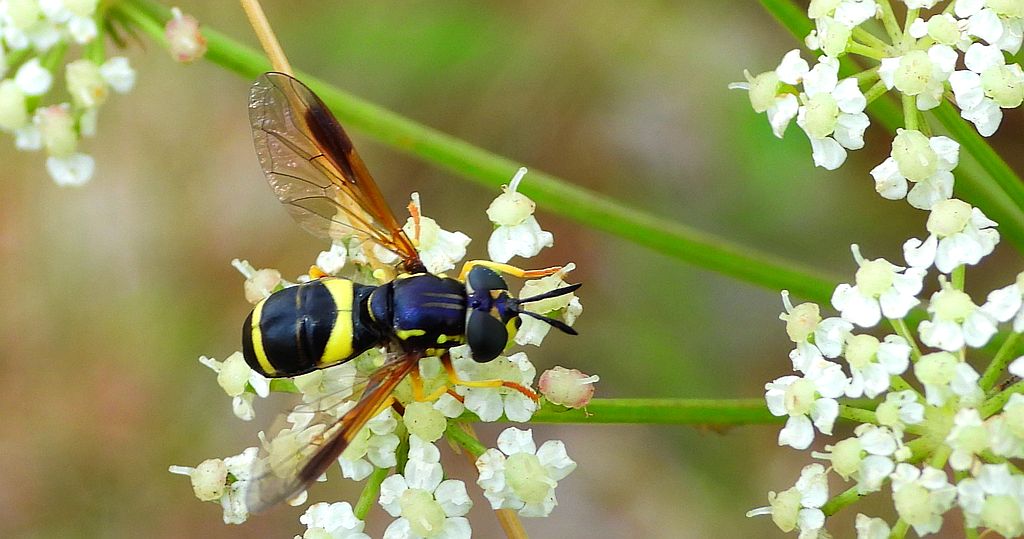 Prężec dwupaskowy (Chrysotoxum bicinctum)