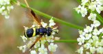 Prężec dwupaskowy (Chrysotoxum bicinctum)