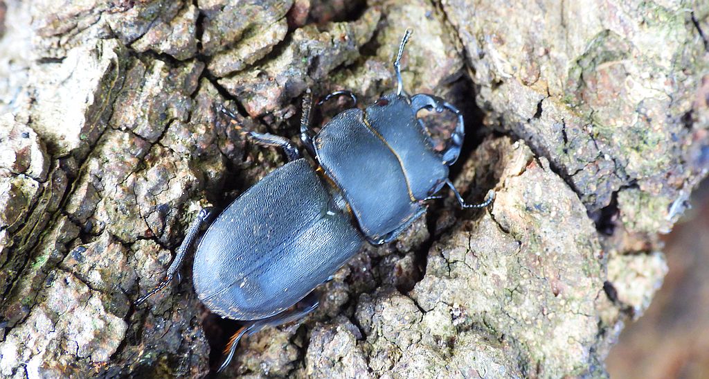 Ciołek matowy, ciołek (Dorcus parallelipipedus)