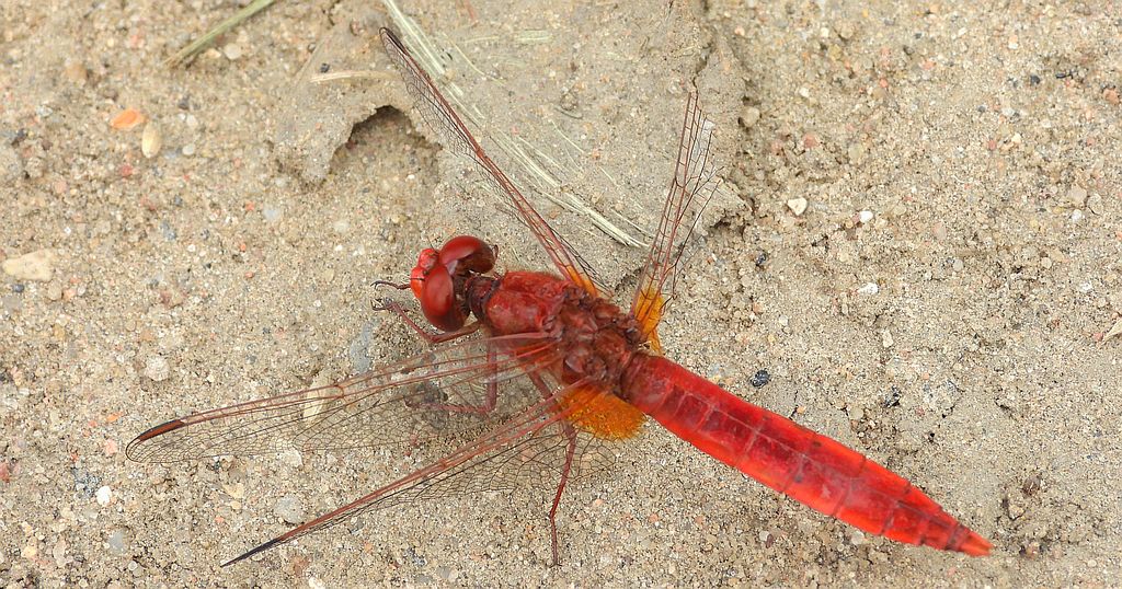 Szafranka czerwona (Crocothemis erythraea)