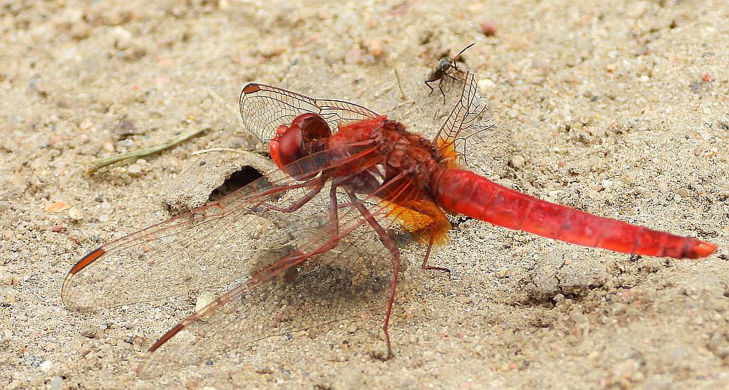 Szafranka czerwona (Crocothemis erythraea)