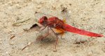 Szafranka czerwona (Crocothemis erythraea)