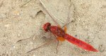 Szafranka czerwona (Crocothemis erythraea)