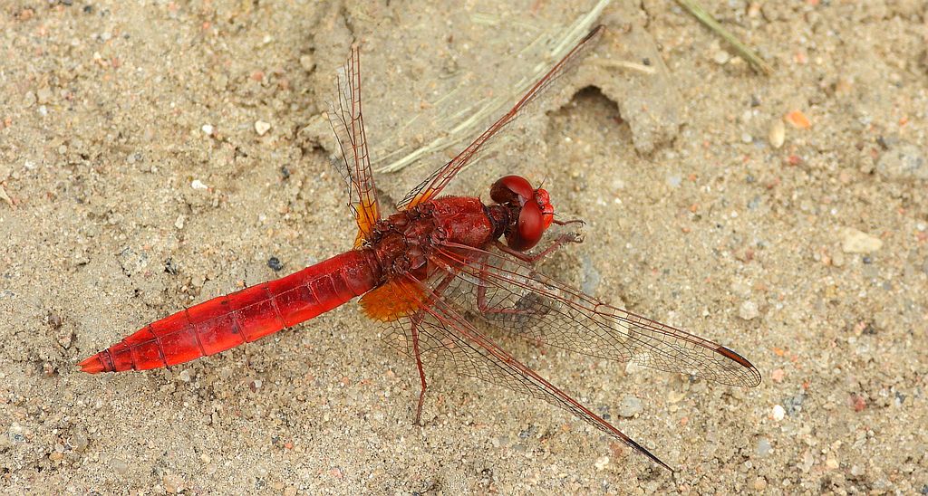 Szafranka czerwona (Crocothemis erythraea)