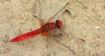 Szafranka czerwona (Crocothemis erythraea)