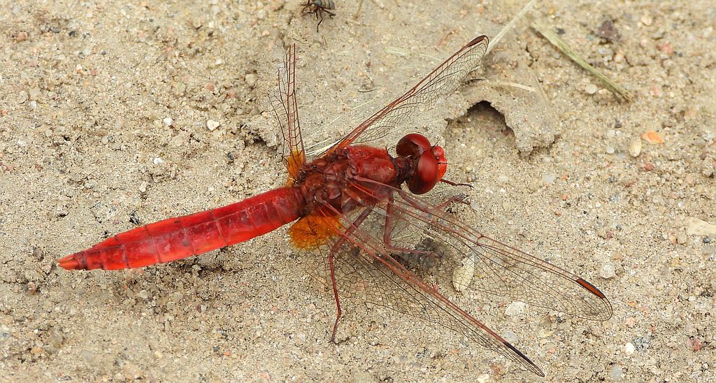 Szafranka czerwona (Crocothemis erythraea)
