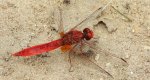 Szafranka czerwona (Crocothemis erythraea)