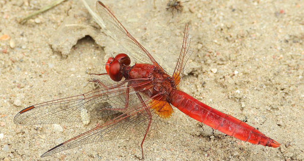 Szafranka czerwona (Crocothemis erythraea)
