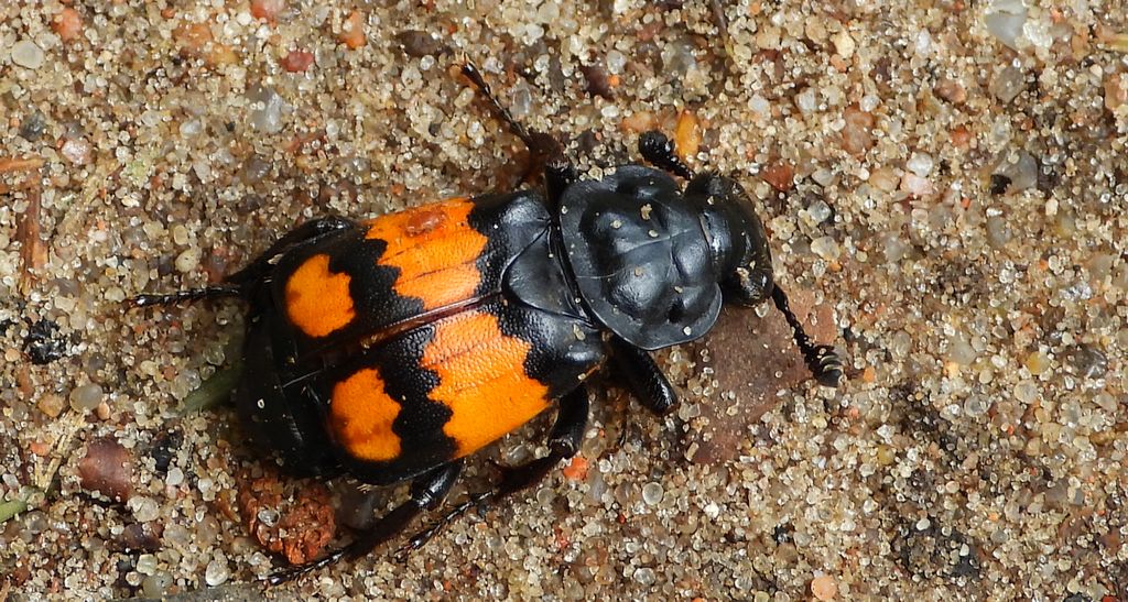Grabarz lśniący (Nicrophorus investigator)