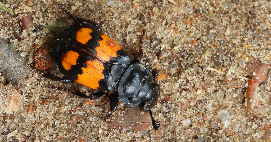 Grabarz lśniący (Nicrophorus investigator)