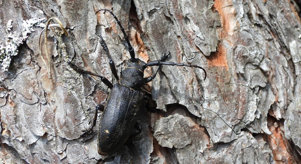 Zgrzypik twardokrywka, zgrzypik twardziel (Lamia textor)