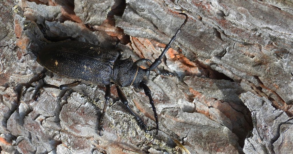 Zgrzypik twardokrywka, zgrzypik twardziel (Lamia textor)