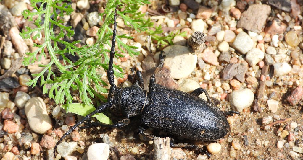 Zgrzypik twardokrywka, zgrzypik twardziel (Lamia textor)